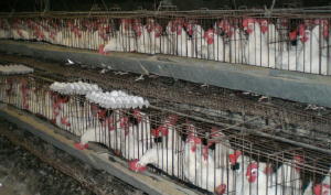 conventional chicken egg factory