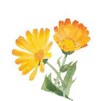 calendula