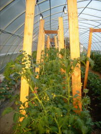 young tomato plants